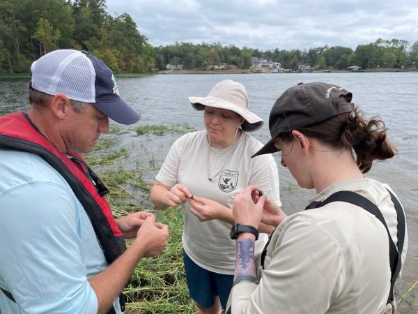 Examining snails captured at Lake Mitchell.