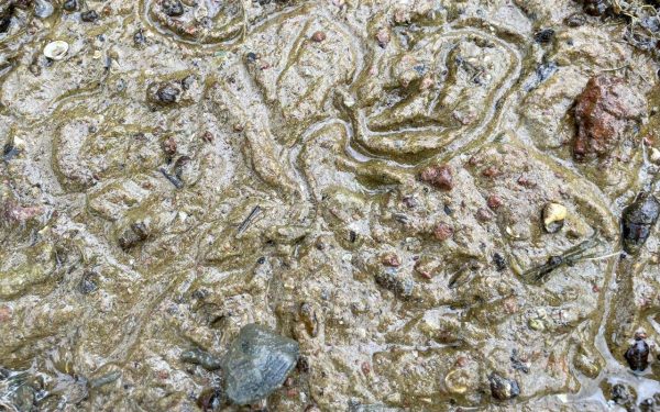 Snail trails along the shoreline at Lake Michell.