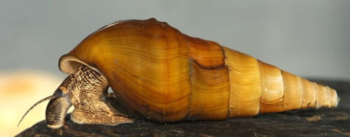 The rough hornsnail. (Thomas Tarpley / Outdoor Alabama)