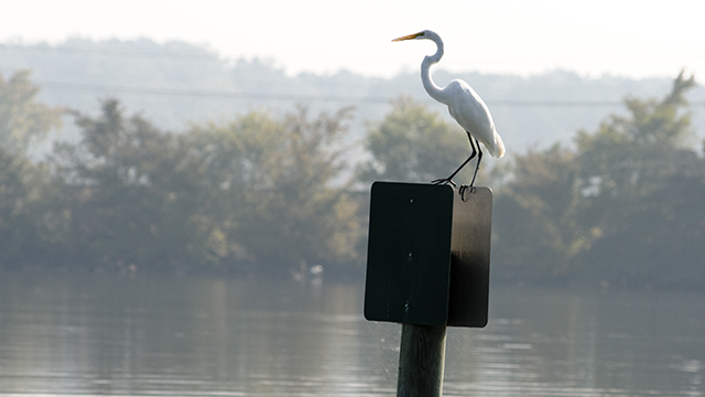 Weiss dam fishing pier Clearance