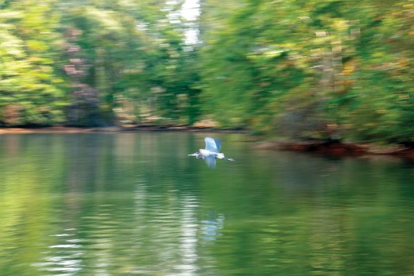 An egret flies above Lake Harris.